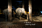 重庆旅行社www.ytszg.com泰国跟团游第三天夜间动物园-小亚洲象