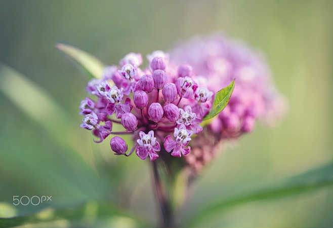 Milkweed Starting To...