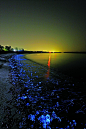 荧光海 把“星光”纳入怀抱的大海|画廊|中国国家地理网