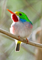 Cuban Tody