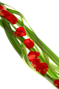 食品,饮食,影棚拍摄,绿色,红色_107797516_Pomegranate seeds arranged on blades of wheatgrass_创意图片_Getty Images China