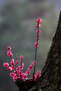 寒冰郁兰采集到梅花