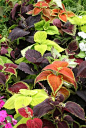 Tips for coleus_plants