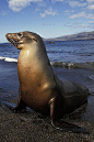 食肉目·海狮科·海狗亚科·南海狗属：加拉帕戈斯海狗