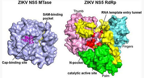 微生物所等在寨卡病毒重要药物靶点NS5研...