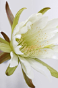 仙人掌花，白的优雅，美丽的