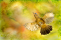 ～ Flying In The Sky Wings ～ by FuYi Chen on 500px