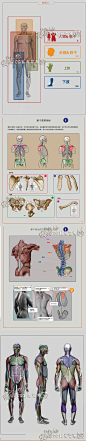 293 雕塑家的解刨学 Anatomy 中文版 人体结构美术资料ZBrush原画-淘宝网