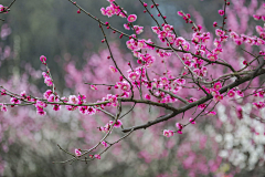 四月安安采集到花痴