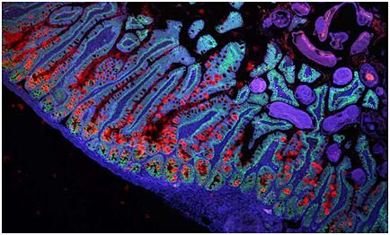 Nature：首次绘制出小肠细胞图谱