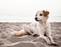 Stray beach dog, Cape Verde by Adam Foster on 500px