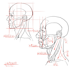 贝吉他采集到【人体】解剖-速写结构-绘画体型