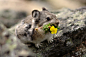 Pika Potentilla?by?HerrHaller