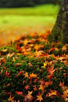 Autumn leaves at Oha...