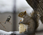 Just a crumb please!!!……..DON'T WORRY, "SARAH SQUIRREL" GAVE LITTLE "BERTHA BIRD" A BIG CHUNK OF HER SLICE OF BREAD……..THEY DON'T CALL HER "SARAH THE SHARER" FOR NOTHING, YA KNOW!!!……….ccp
