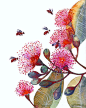 Pink Flowering Gum // SALE 3 for 2 // flowers and bees, popular nature art print, size 8x10 (No. 24)