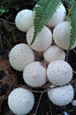 Lycoperdon perlatum, popularly known as the common puffball, warted puffball, gem-studded puffball, or the devil's snuff-box, is a species of puffball fungus in the family Agaricaceae. It is edible when young and the internal flesh is completely white, al