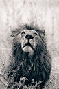 lion | Animals <3