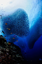 唯美海底世界欣赏。俄罗斯摄影师：Ahpen Wnatak