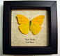 Phoebis Agarithe Male Orange Sulphur Butterfly | Real Butterfly Gifts Framed Butterflies and Insect Displays