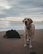 Dog, labrador, pet and canine HD photo by Conner Murphy (@conner3400) on Unsplash : Download this photo in Bodega Bay, United States by Conner Murphy (@conner3400)