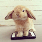 Bunny | via Tumblr