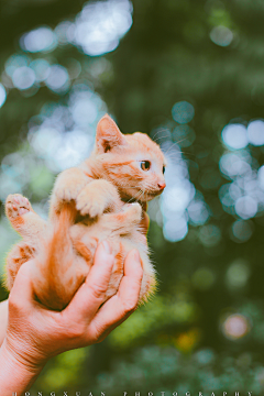 晶透❦❺②采集到猫