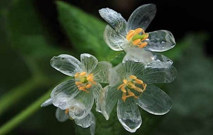 雨後花瓣会透明的山荷葉(Diphylle...