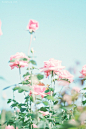 花朵与心情 主题摄影欣赏 花 色彩 自然 系列摄影 安静 夏天 唯美 主题摄影 