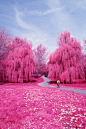 pink wonderland