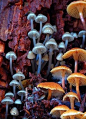 Mycena interrupta（炫蓝蘑菇），俗称“精灵的梧桐”（Pixies' Parasol），是蘑菇的一种。颜色鲜丽但是并不发光，未成熟幼苗时期时呈现蓝色，传说吃下后眼睛可以变成蓝色。应该有毒，不建议尝试。