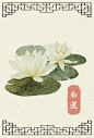 阿昕的自然手绘花绘 花 自然 清新 水彩 植物 图鉴 唯美 中国风 