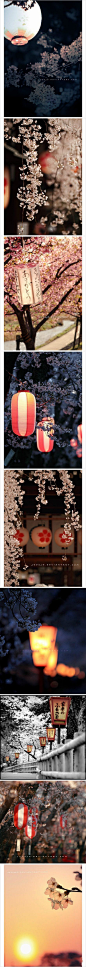 日本的樱花和灯笼情结