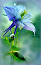 Aquilegia by Marlies Prieckaerts*: