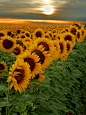 Sunflower field