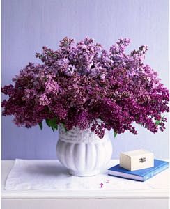 lilac: 