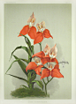 Reichenbachia Orchid Prints 1888-1894