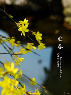 encourse、采集到A景观—参考/植物常识