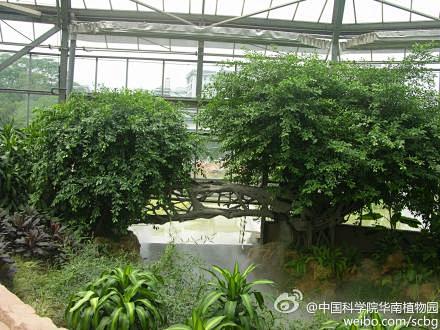 华南植物按园热带雨林室内就有一株来自苗寨...