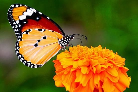 蝴蝶为花碎，花却随风飞。