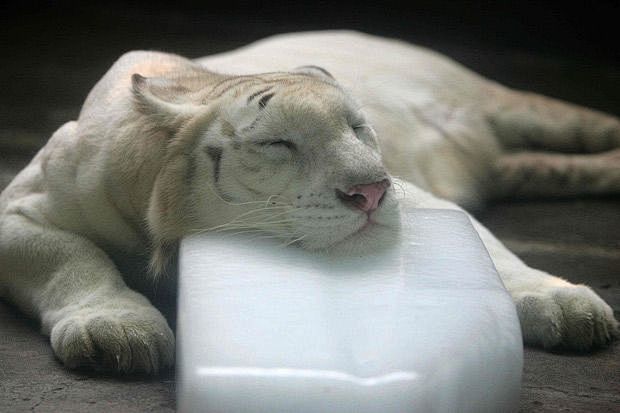 A white Bengal tiger...