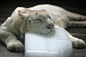 A white Bengal tiger rests on a block of ice at Chengdu Zoo in Chengdu, China