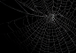 万圣节恐怖蜘蛛网蜘蛛丝纹理背景黑底图叠加后期合成JPG图片素材