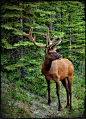 Rocky Mountain Elk | Wonderlijke dierenwereld....