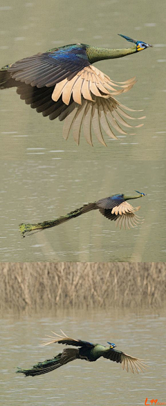 锦鲤🐊采集到动物