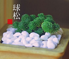 依言采集到植物私生活