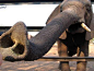 Elephant's trunk