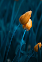 Tulip was published using 500px, the world's best photo sharing community.#摄影##花朵#