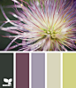 Design Seeds®: For All Who Love Color