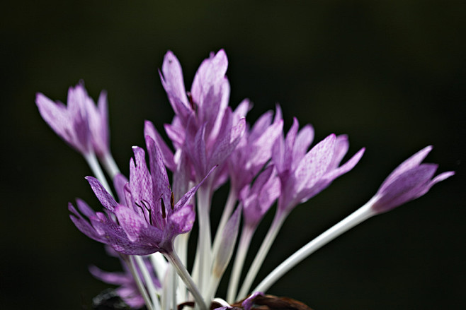 Colchicum agrippinum...